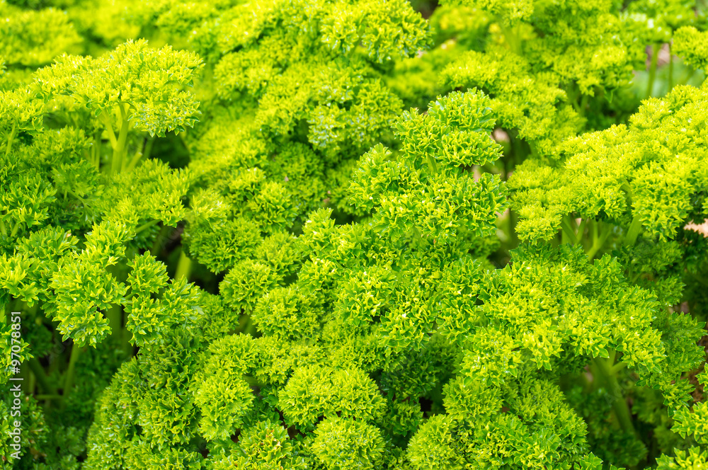 Fresh curly parsley in natural settings