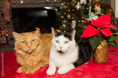 Fototapeta Naklejka Na Ścianę i Meble -  Christmas cat relaxing by the fire.
