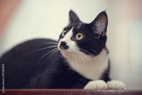 Portrait of a black and white domestic cat