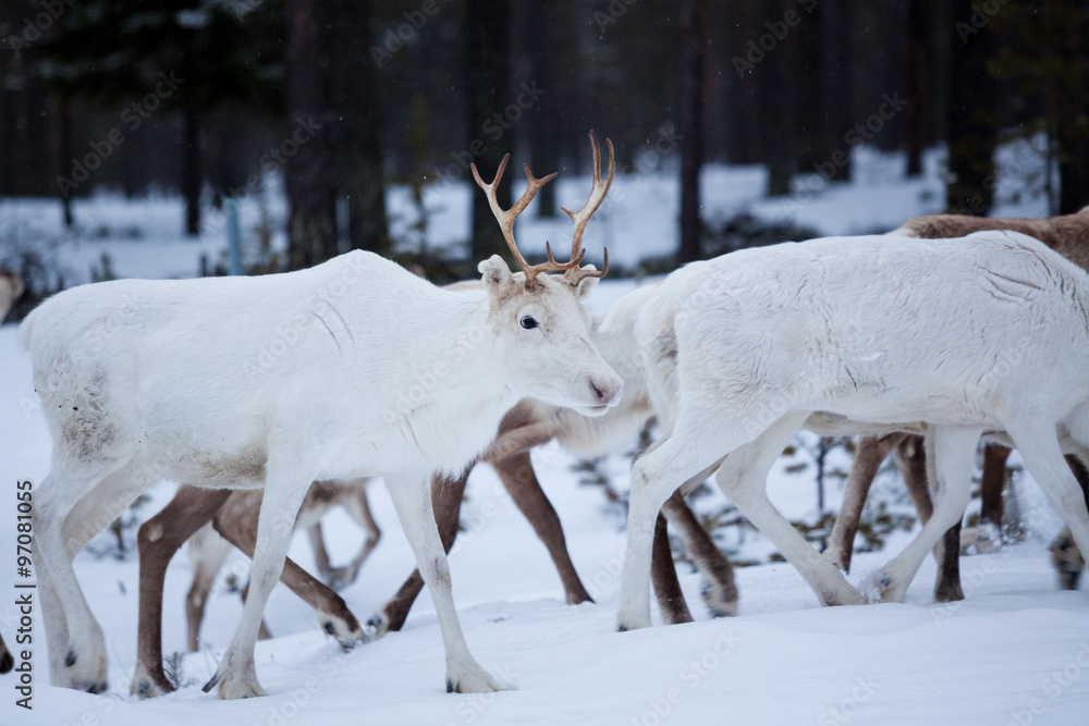 Reindeer flock in the wild at winter Reindeer flock in the wild at winter