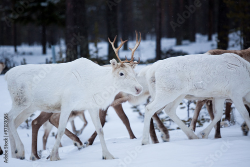 Reindeer flock in the wild at winter