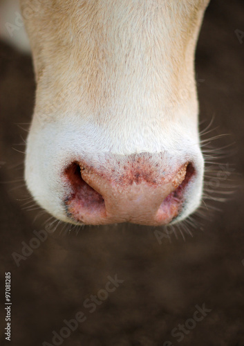 Cow nose close up on the nose sweat. © yod67