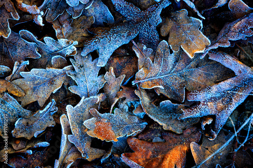 frosted oaks leafage