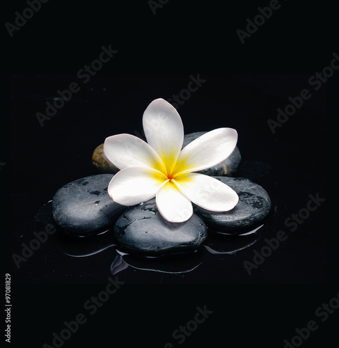 frangipani with therapy stones