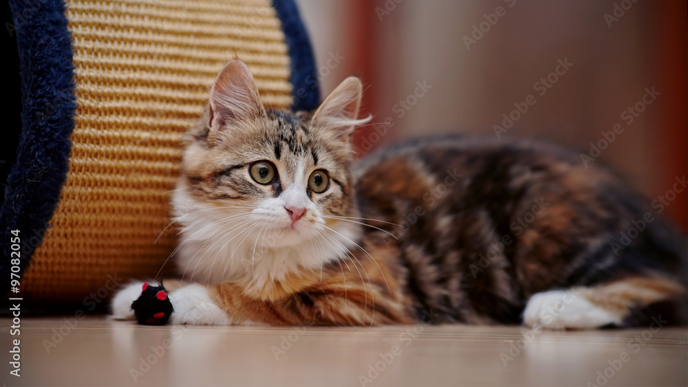 Domestic multi-colored kitten with a toy.