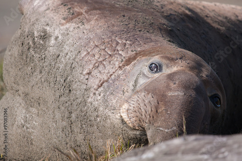 elephant seal with close up view