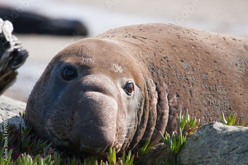 elephant seal with close up view