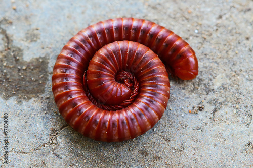 Millipede