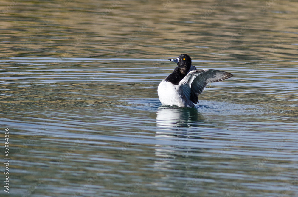 Fototapeta premium Ring-Necked Stretching Its Wings While Resting on the Water