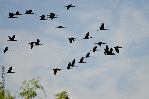 Flock of White-Faced Ibis Flying Low Over the Marsh © rck