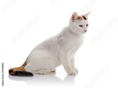 The white domestic cat with a multi-colored tail