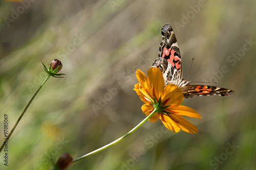 Mariposa posa sobre la flor. #97085069