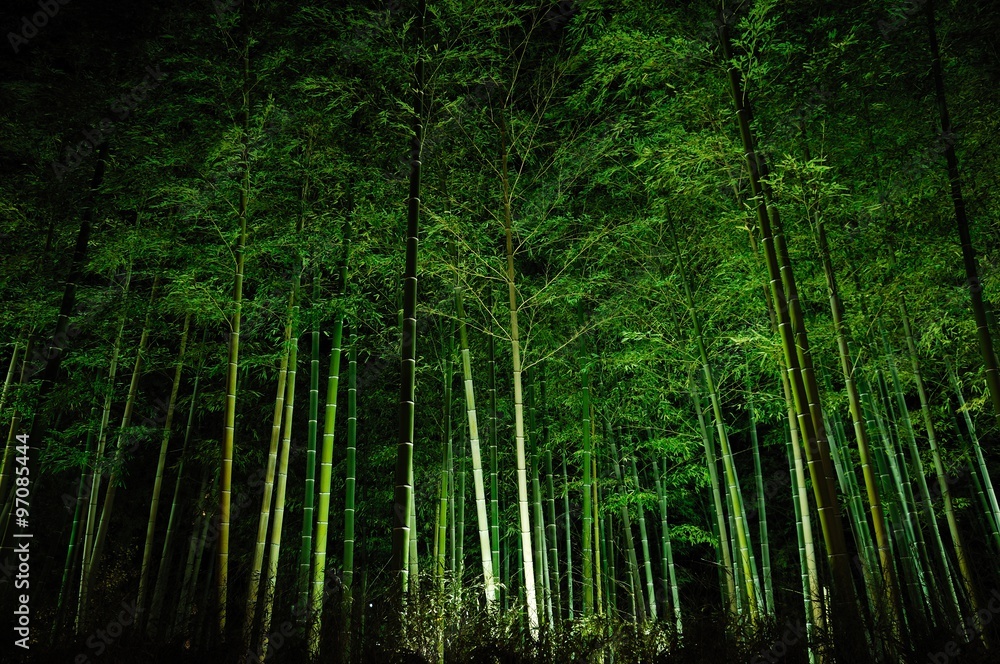 Fototapeta premium 竹林のライトアップ.