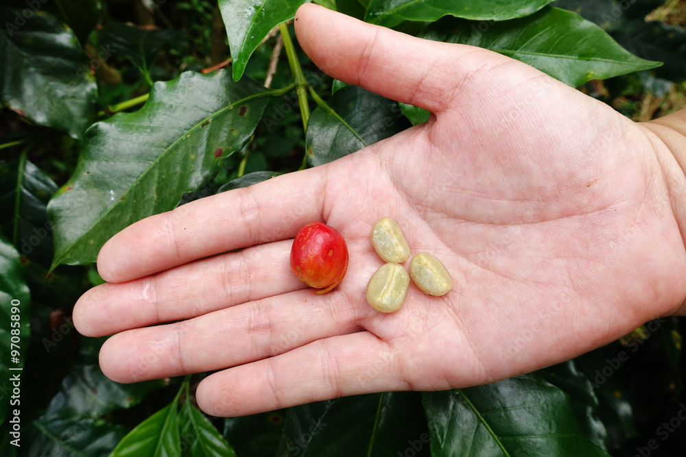 Fresh coffee bean from coffee cherry. Fresh coffee bean from coffee cherry.