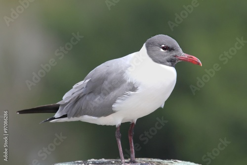 Laughing Gull By The Ocean