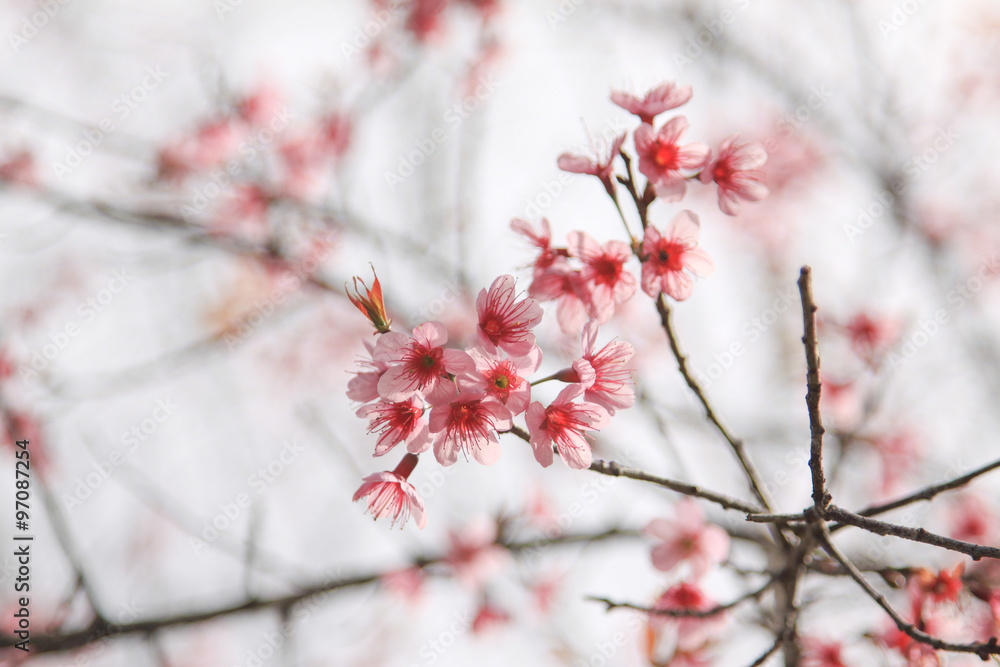 Wild Himalayan Cherry Flowers Wild Himalayan Cherry Flowers