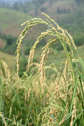 closed up the ear of rice in a field