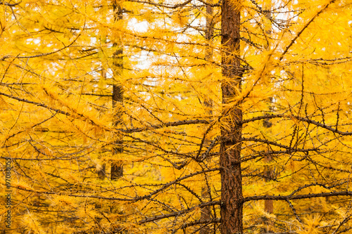 Autumn yellow larch tree