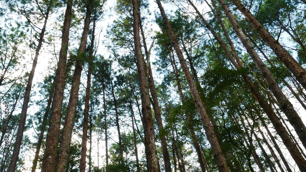 Pine forest with sunlight and fog Pine forest with sunlight and fog