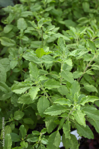 Wallpaper Mural The basil growing in a vegetable garden. Torontodigital.ca