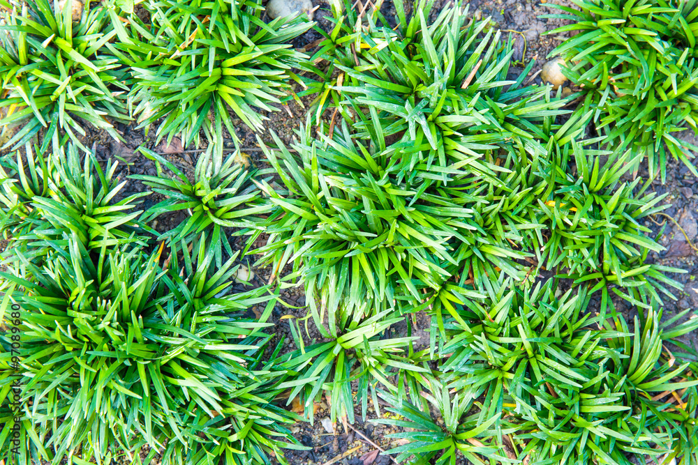 Top view of green grass between brick pavement. Top view of green grass between brick pavement.