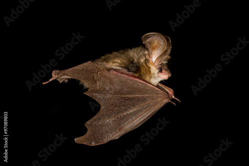 Obraz na płótnie Long-eared bat flying on the dark night