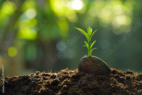 Fotografie Green sprout growing from seed on nature background