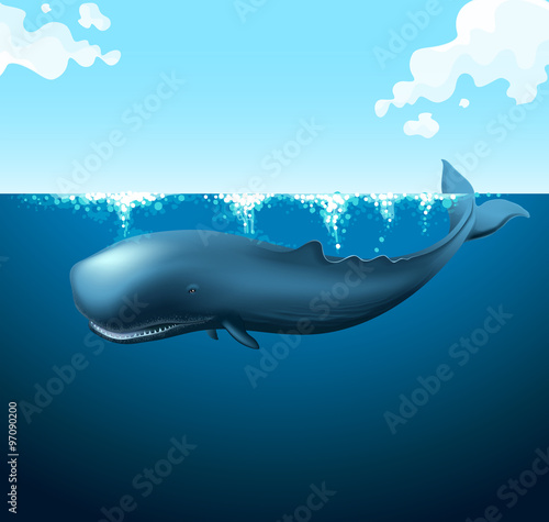 Blue whale swimming in the ocean