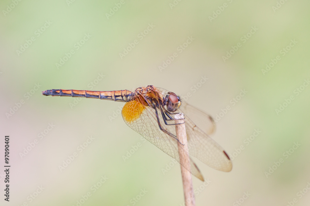 dragonfly dragonfly