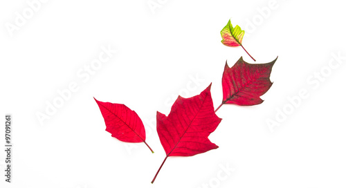 Fototapeta Naklejka Na Ścianę i Meble -  Red leaf on white background.