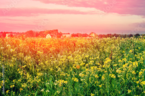 Rural landscape, rape field at sunset