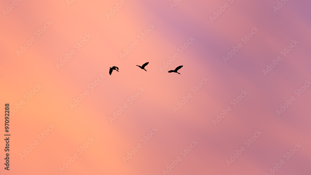 abstract silhouette birds flying on beautiful sunset sky