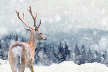 Deer on winter background