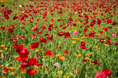 poppy flower