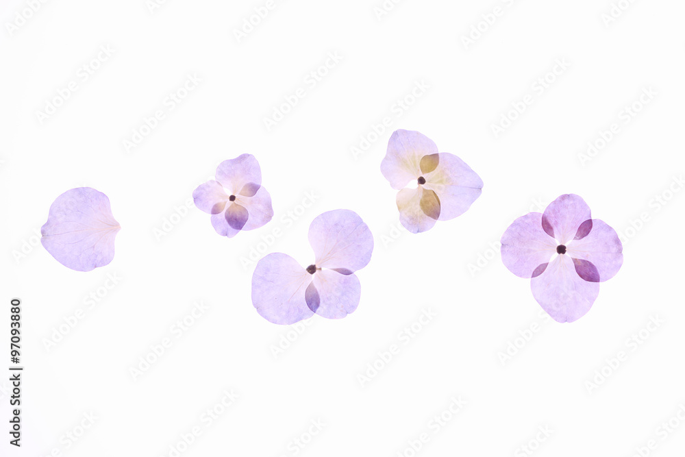 Fototapeta premium アジサイの押し花