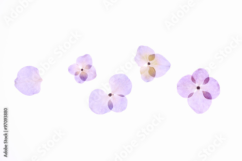 アジサイの押し花 © sakura