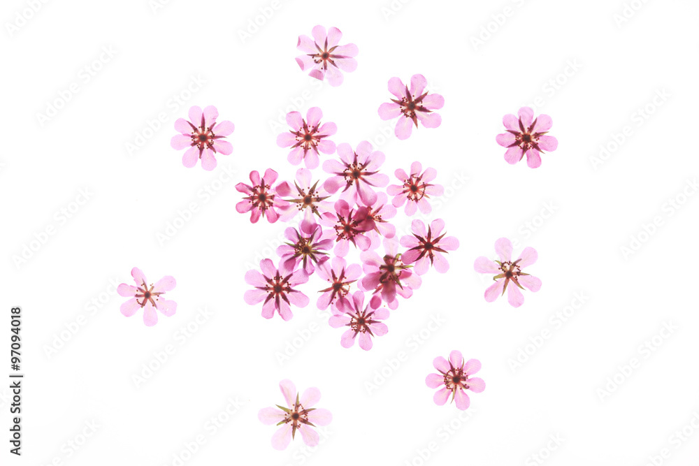 赤い花の押し花 赤い花の押し花