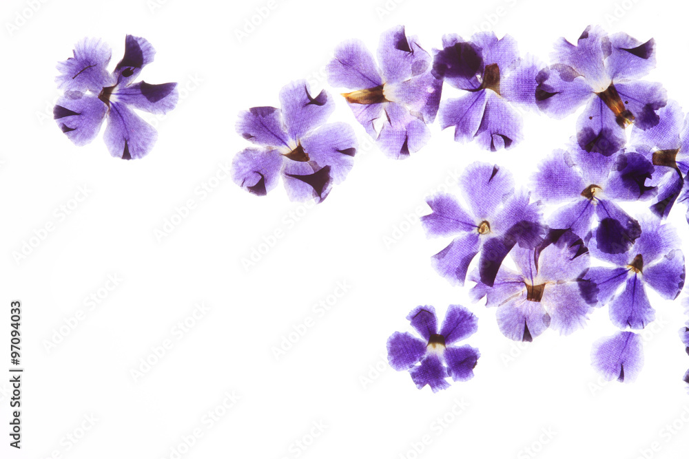 Obraz premium 青い花の押し花