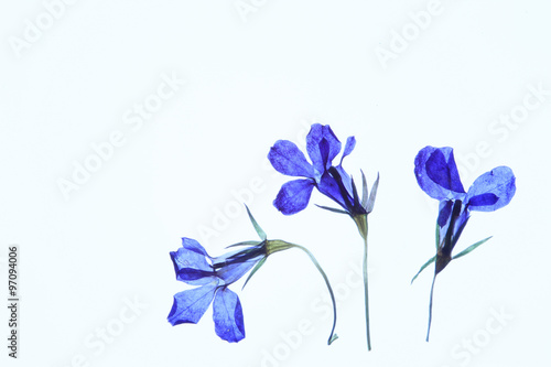 青い花の押し花