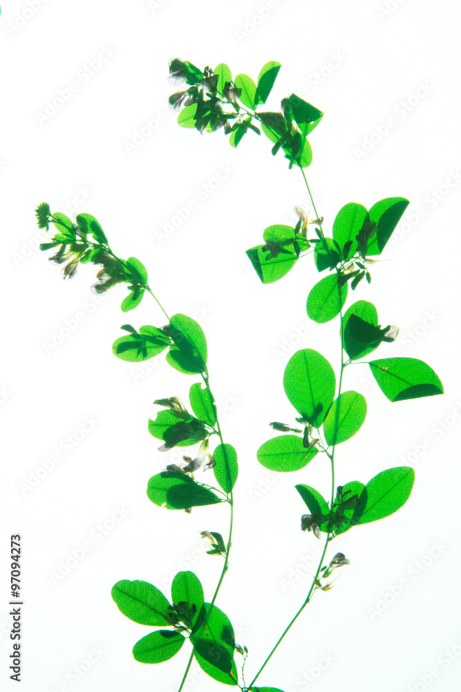 葉っぱの押し花 葉っぱの押し花