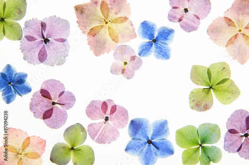 Fototapeta Naklejka Na Ścianę i Meble -  アジサイの押し花