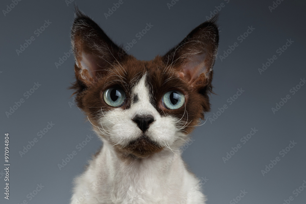 Closeup Portrait of Devon-Rex Looking in Camera on Gray Closeup Portrait of Devon-Rex Looking in Camera on Gray