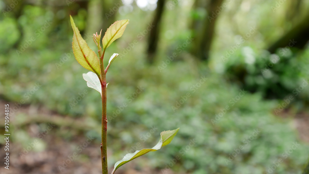 Put forth fresh leaves of tree in green forest. Put forth fresh leaves of tree in green forest.