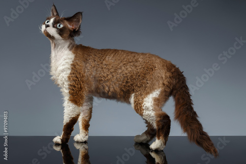 Obraz na plátně Devon Rex Stands in Profile view on Gray