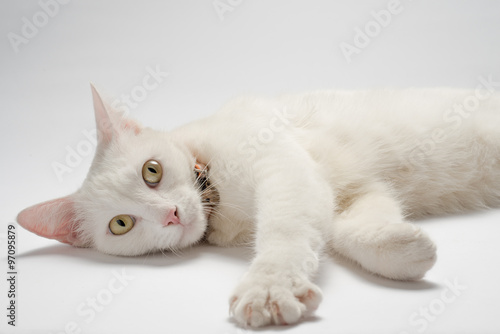 white cat with yellow eyes © joesayhello