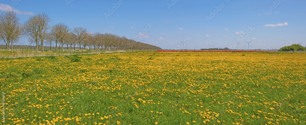 Fototapeta premium Wild flowers in a field in spring