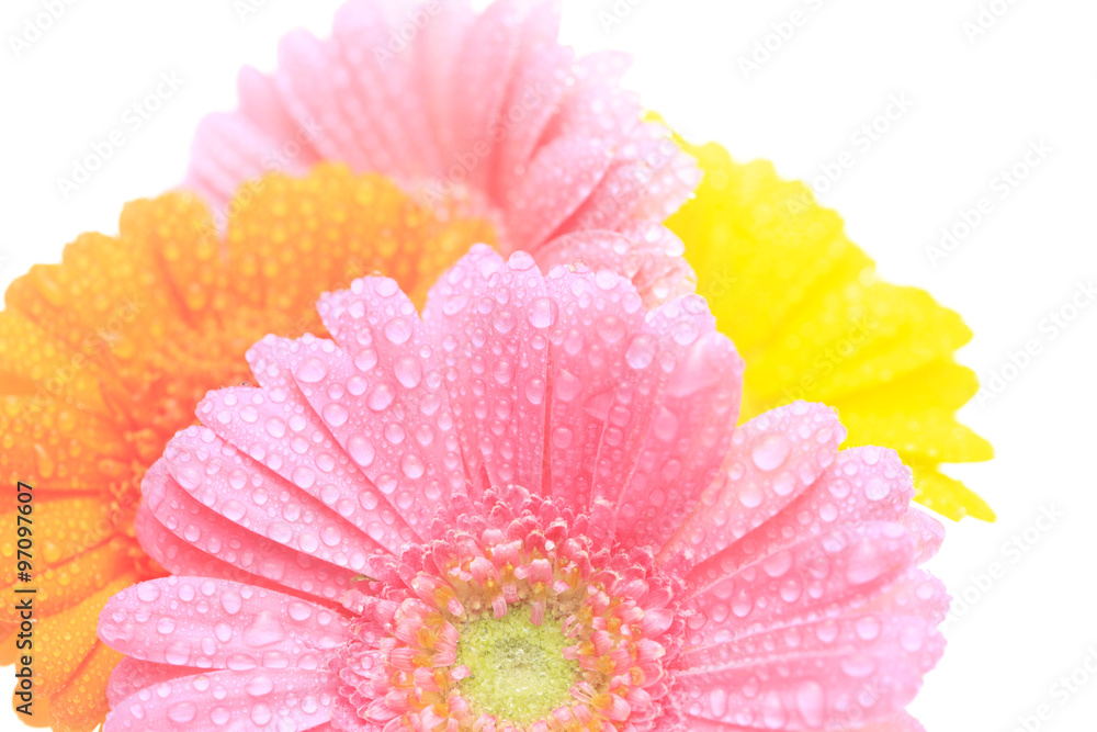 ガーベラの花と水滴