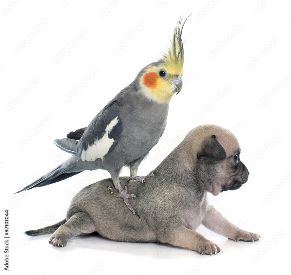 Obraz premium young puppies chihuahua and cockatiel