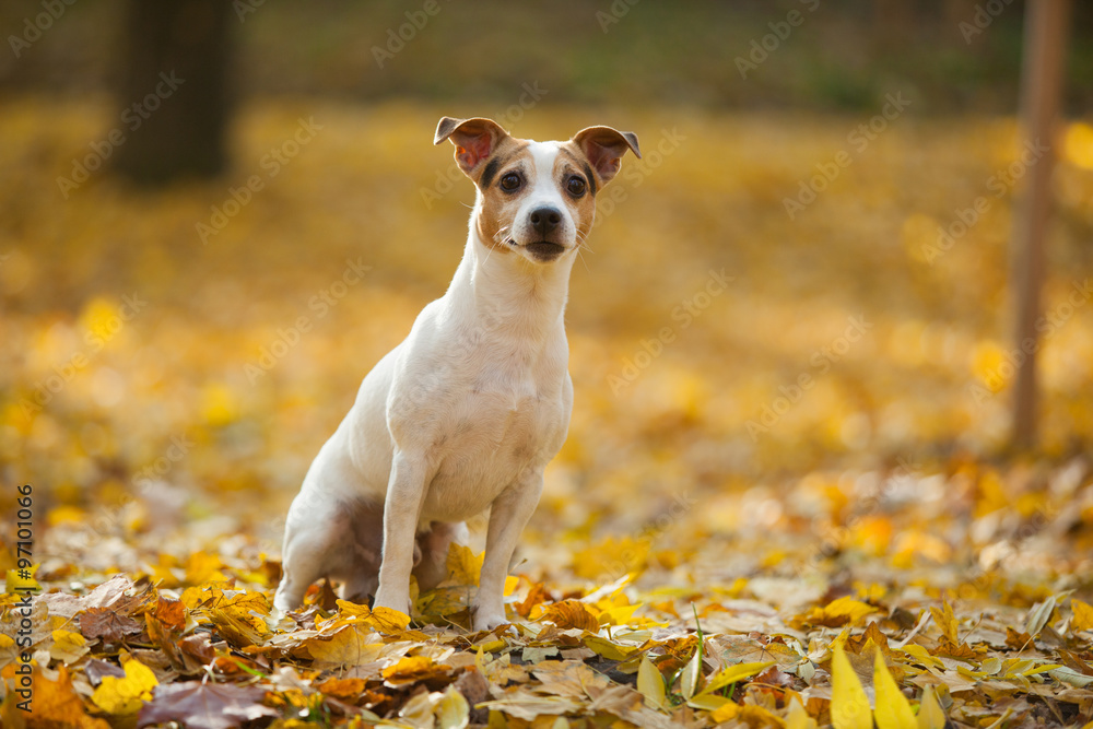 Beautiful jack russell terrier in autumn