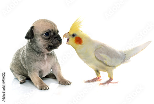 Fototapeta Naklejka Na Ścianę i Meble -  young puppy chihuahua and cockatiel